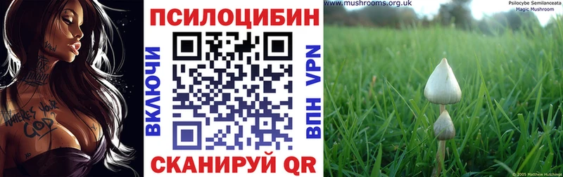 Галлюциногенные грибы Psilocybe  где можно купить   Вышний Волочёк 